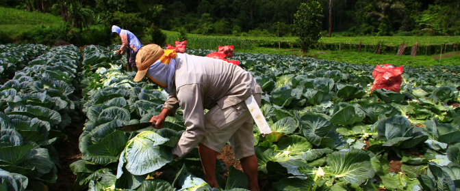 Dibanko Salifu Farmer
