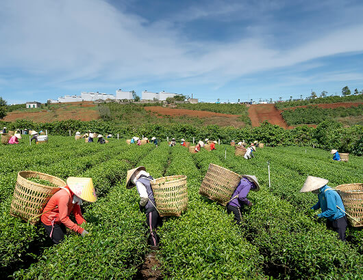 Ejura Farm Operations