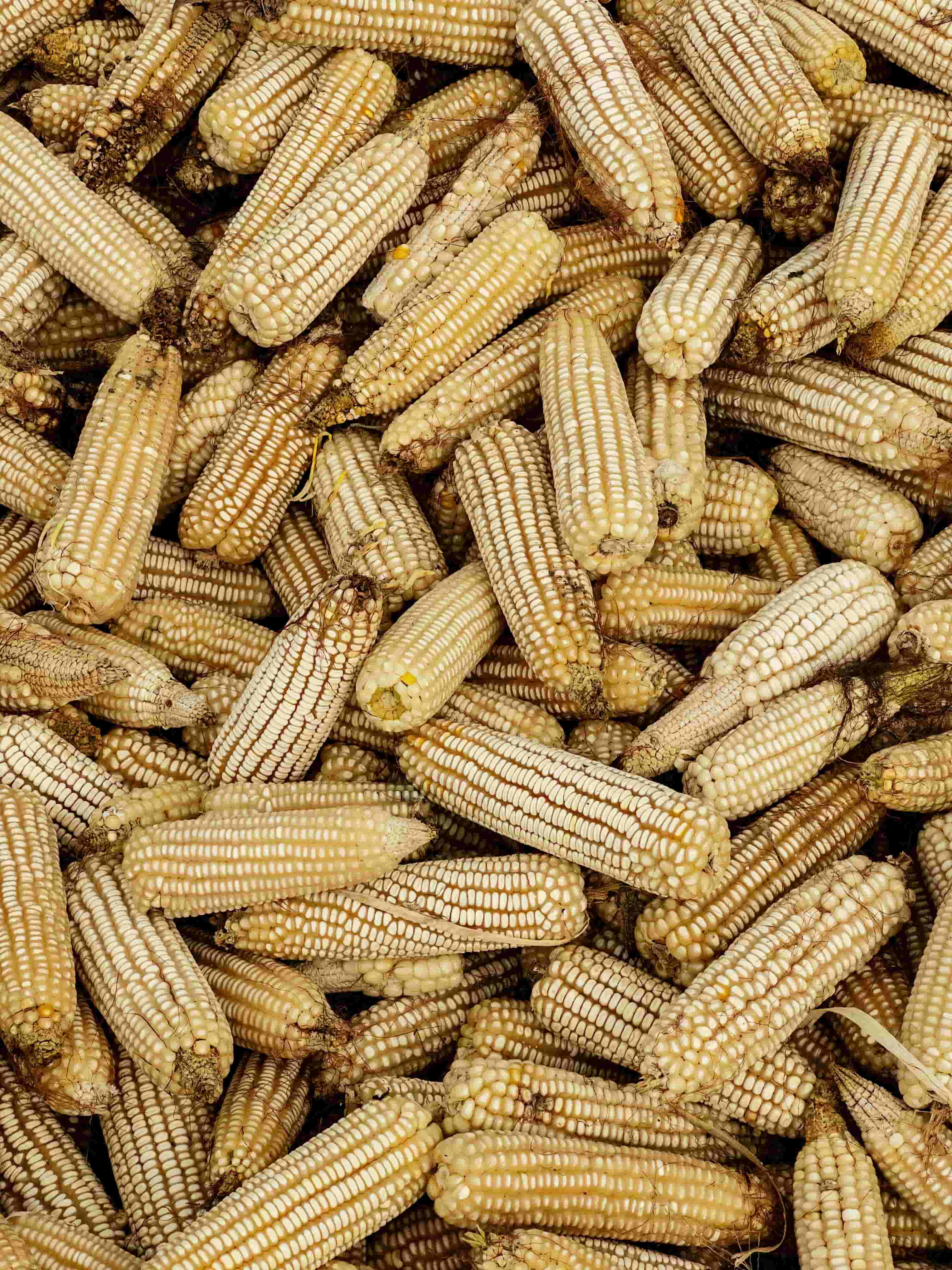 Maize Production